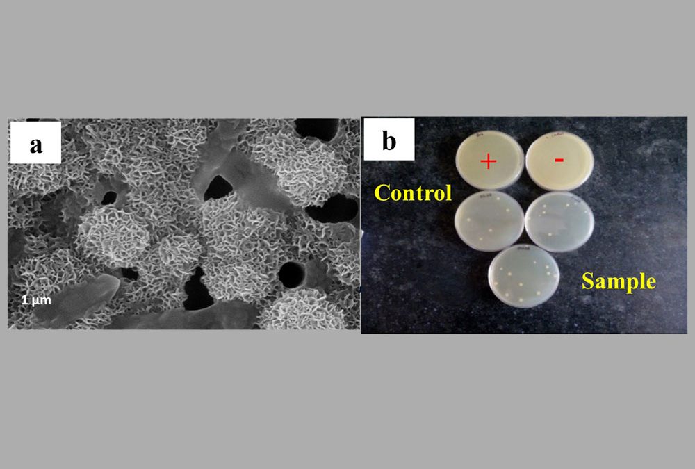 Improved thermal stability and antibacterial properties of bioactive glasses: effect of B2O3 incorporation